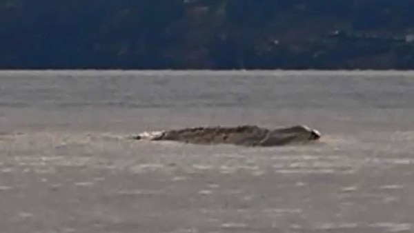 El monstruo Ogopogo fue visto tres veces en el último mes