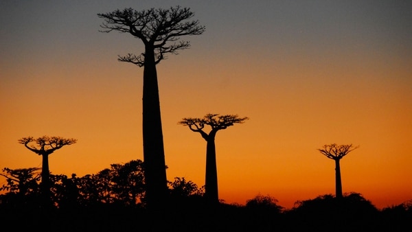 Madagascar. Foto: Himraj Singh Soin
