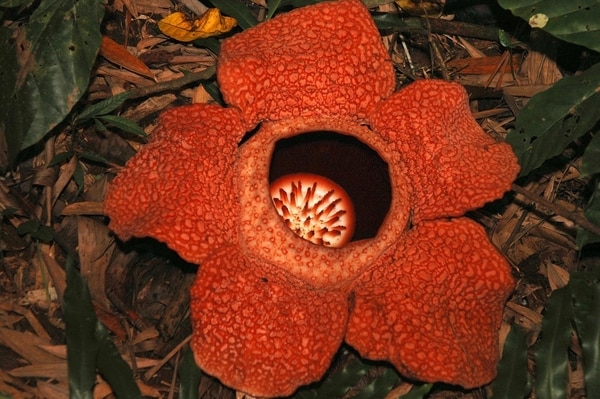 La planta Rafflesia, encontrada en lo profundo de la selva tropical Kota Kinabalu. Foto: Himraj Singh Soin