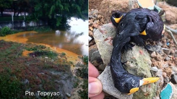 El robo de combustible en Veracruz ocasionó un derrame de petróleo que provocó la muerte de especies y afectaciones al ambiente. (Fotos: @PTNanchital y @tinobolanosjr)