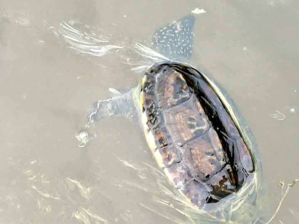 Tortugas muertas por el derrame de petróleo.