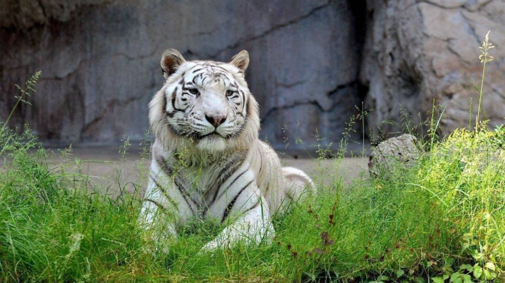 Foto: Un tigre blanco, en el zoo de Roma (EFE Ufficio Stampa Fondazione Biopar)