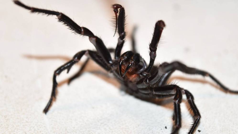 Foto: Las arañas de Sídney pueden ser mortales (EFE EPA Australian Reptile Park)