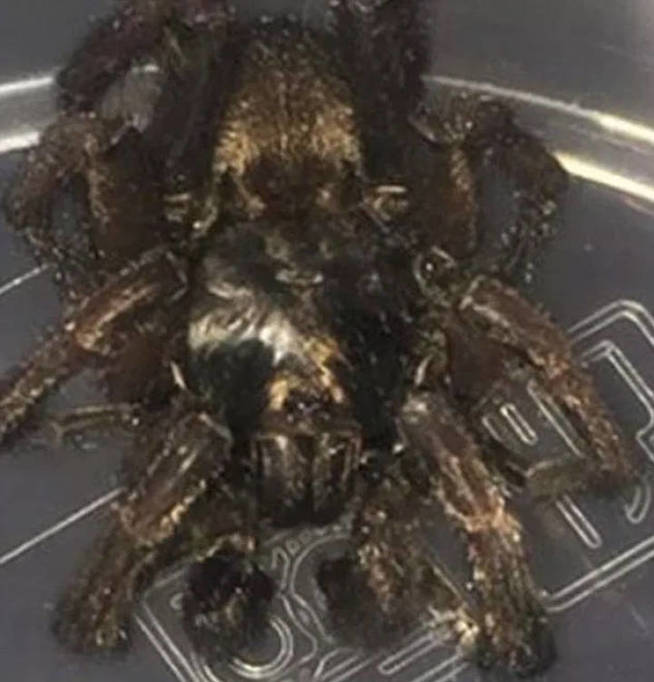 La araña que la hermana de Rebekah se encontró en el calcetín (Foto: Facebook)