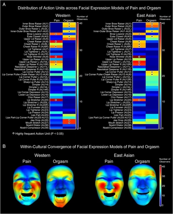 A partir de distintas unidades de acción, como la elevación de cejas o la contracción de la nariz, los investigadores modelaron las caras de dolor y orgasmo en dos culturas. (Universidad de Glasgow)
