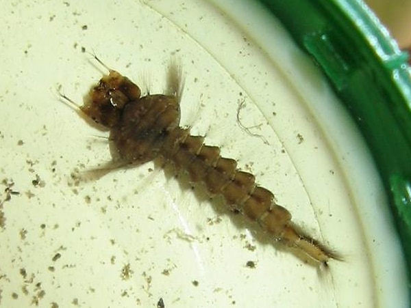 Una larva del mosquito monstruo Psorophora ciliata