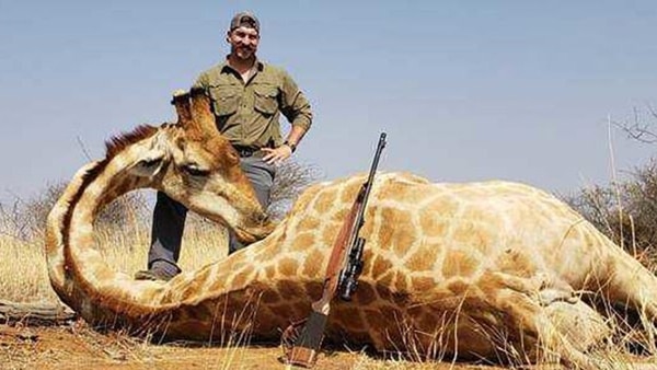 Blake Fischer posando con una jirafa a la que acababa de herir de muerte
