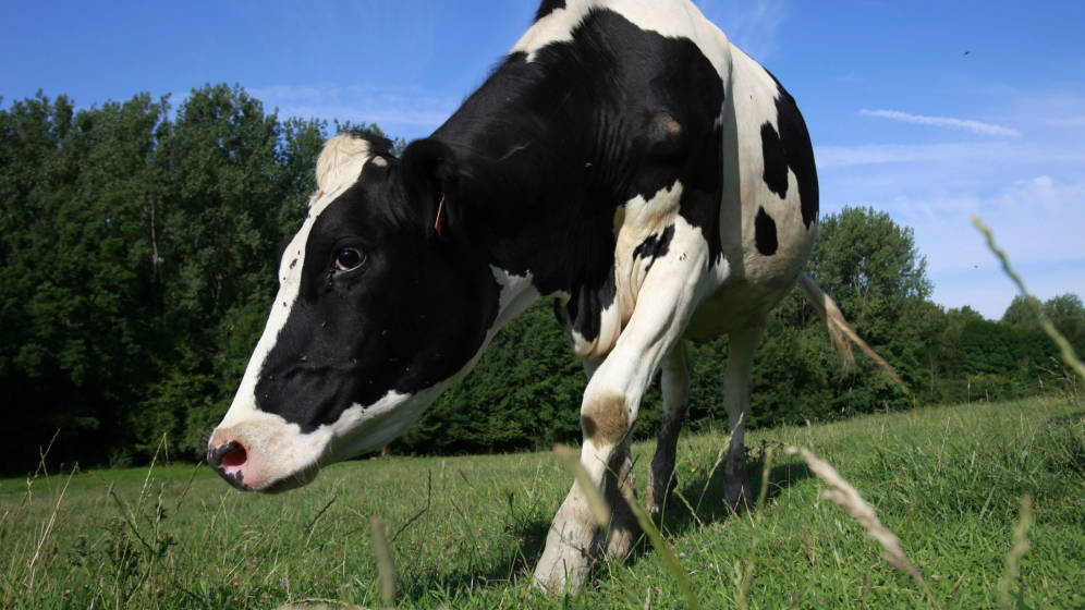 Foto: Una vaca pastando en el norte de Francia. (Reuters)