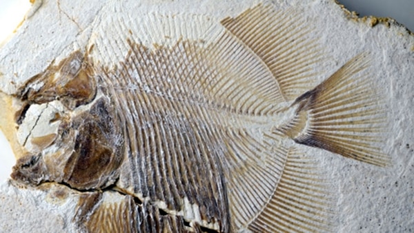 “El nuevo hallazgo representa el registro más antiguo de un pez huesudo que pica a otros peces, y, además, lo hacía en el mar”, apuntaron investigadores que las pirañas actuales viven en agua dulce