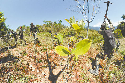 Erradicación de plantaciones de coca excedente en la zona.