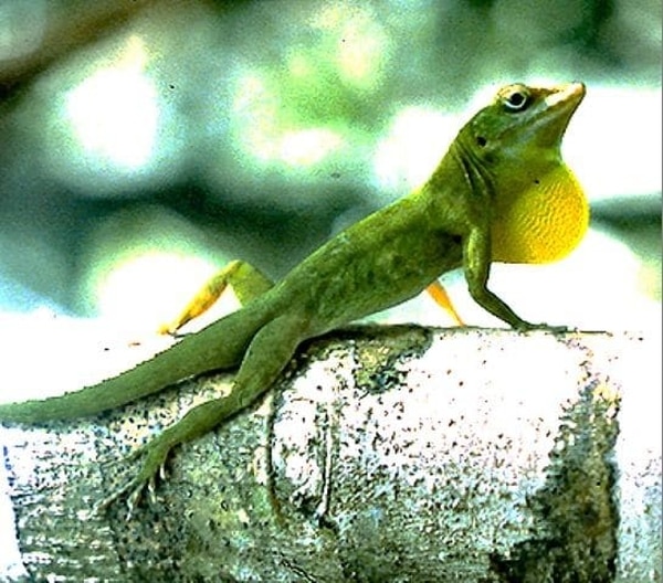 La lagartija “Anolis” es muy característica de Puerto Rico (Brad Lister/PNAS)