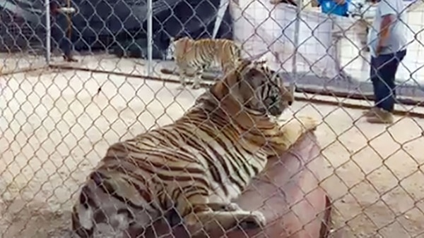 El tigre que atacó a la nena permanece en el predio privado. (Foto: Especial Infocajeme)