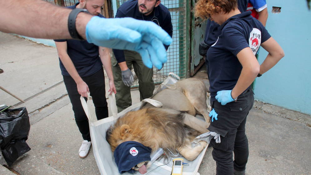 Foto: Los animales estaban en pésimas condiciones de salud (EFE EPA/Malton Dibra)