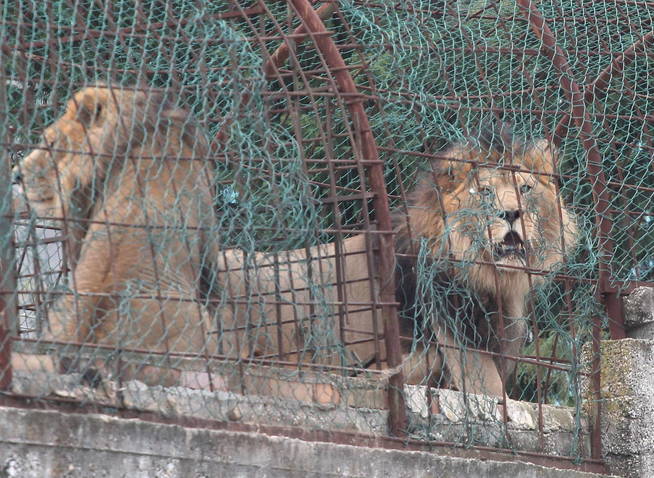 Los animales malvivían en jaulas diminutas (EFE EPA/Malton Dibra)