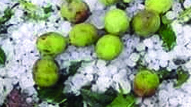 Granizo se lleva toda la cosecha de Inquisivi