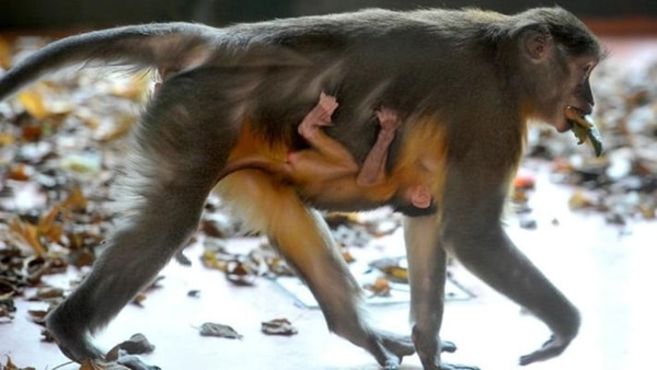 El mangabey de panza dorada, cuya especie es oriunda de los bosques de África Occidental, nació el 22 de octubre