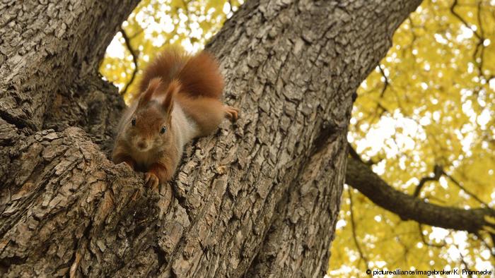 Una ardilla en un árbol.
