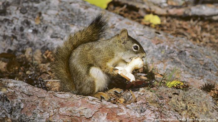 Argilla comiendo una seta.