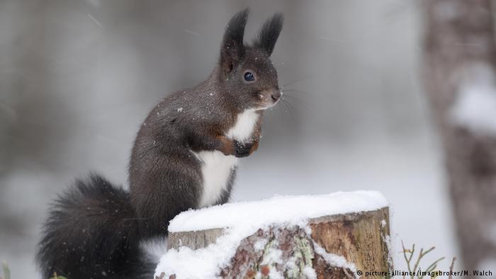 Ardilla gris en la nieve.