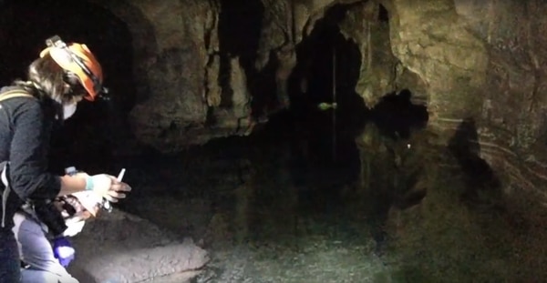 La doctora Mommersteeg y su equipo en la Universidad de Oxford compararon el código genético de los peces de río con el de los peces ciegos de la cueva para descubrir qué mecanismos especiales se requieren para la reparación del corazón