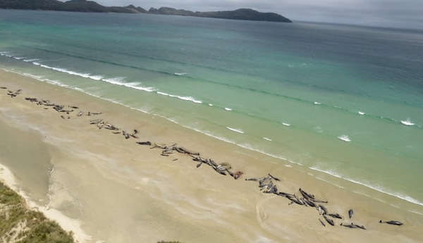 Una imagen aérea de las ballenas muertas en la playa (Departamento de Conservación de Nueva Zelanda via Reuters)