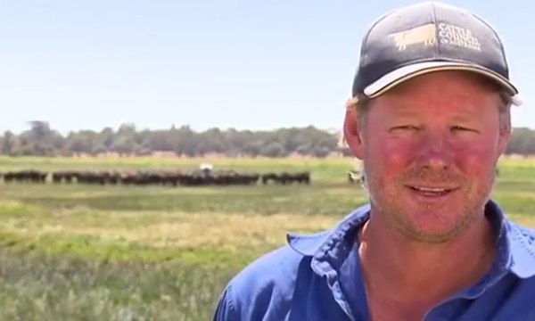Geoff Pearson, el dueño del criadero explicó que la res era demasiado grande para poder por el procesador de animales por lo que se salvó de una muerte segura y ahora tiene una función muy útil en el rebaño