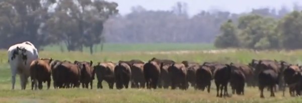 El bovino destaca entre el rebaño por sus colores y aún más por su enorme tamaño que cuadriplica el de sus congéneres, a donde va es seguido por todos los demás animales