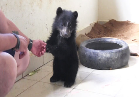 Nimba, el osezno jucumari de unos cuatro meses que fue rescatado en una carretera de Tarija.
