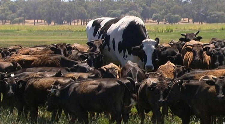 (Foto: 7 News Queensland)