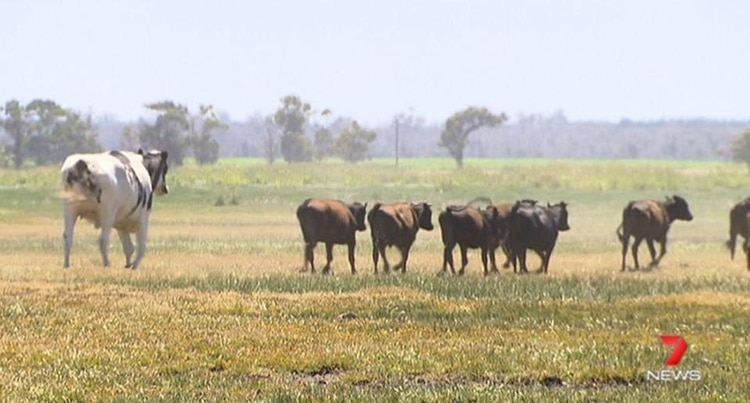 (Foto: 7 News Queensland)