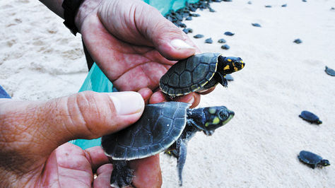 Reproducción. Dos especies de las tortugas que fueron liberadas el domingo en las playas del Iténez.