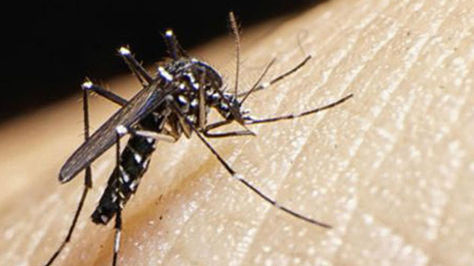 Mosquito transmisor del dengue Foto: Internet