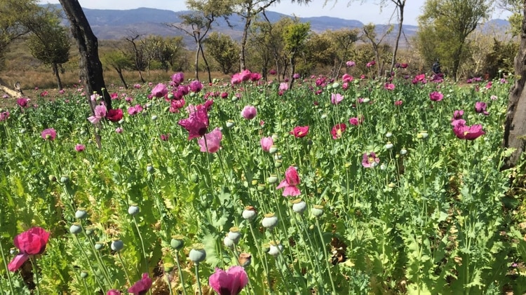 La ONU reportó la expansión de los cultivos de amapola en México. (Foto: Archivo Infobae)
