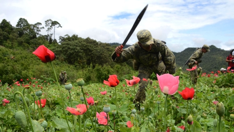 Campos de amapolas en México. (Foto: Archivo Infobae)