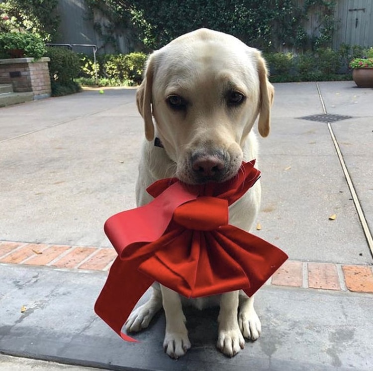 El perro de servicio acompañó al ex presidente de EEUU durante sus últimos meses de vida. (Foto: Instagram sullyhwbush)