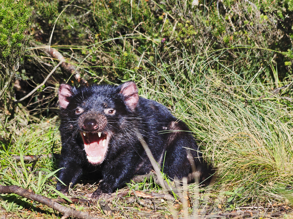 El demonio de Tasmania podría tener la clave de la regresión de tumores