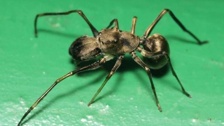La Toxeus Magnus parece físicamente una hormiga sin embargo es una araña que tiene la extraña particularidad de generar leche para alimentar a sus crías Foto: (Chinese Academy of Sciences)