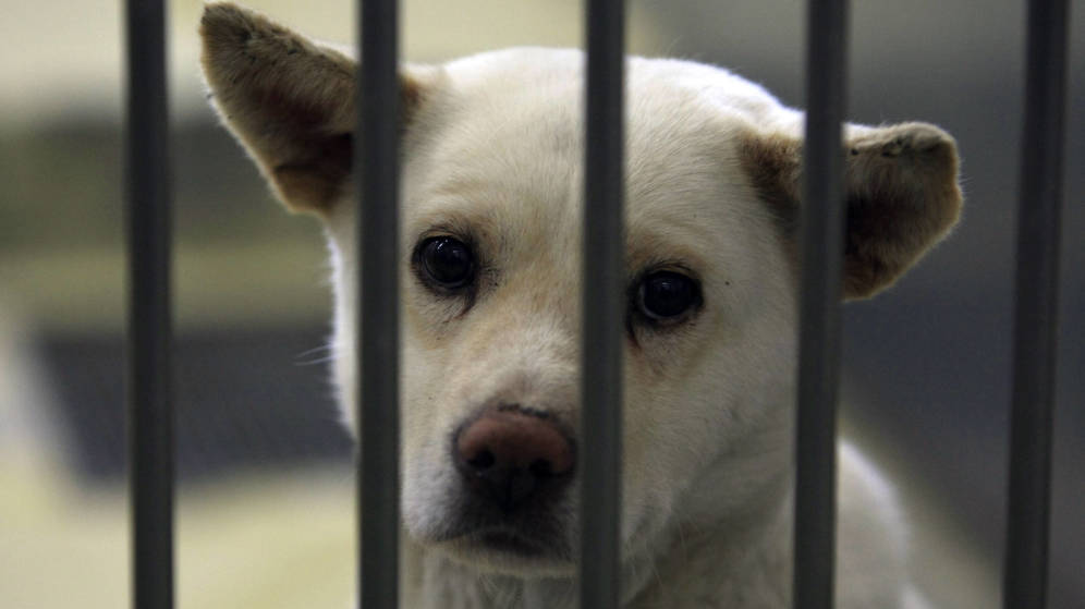 Foto: La adopción de mascotas en vez de comprarlas es una larga reivindicación de los refugios de animales (Foto: Reuters)