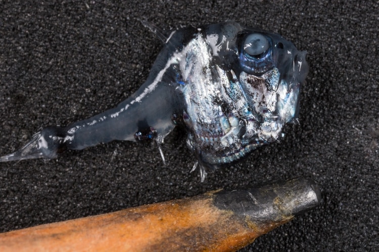 El sternoptíquido, o pez hacha, junto a una punta de lápiz. La mayor parte de estos animales son pequeños. (Paul Caiger/Woods Hole Oceanographic Institution)