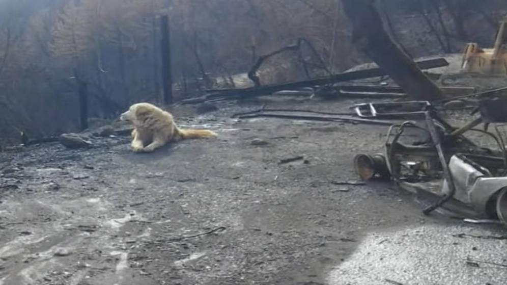 Foto: Madison estaba esperando entre los restos calcinados de la vivienda (Foto: YouTube)