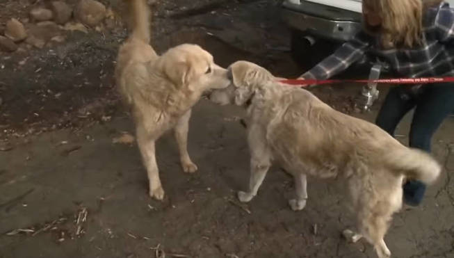 Miguel y Madison se reencontraron tras los incendios (Foto: YouTube)