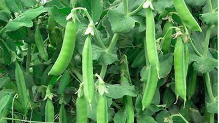 Seguro agrario incluye el cultivo de arveja y suma 11 productos