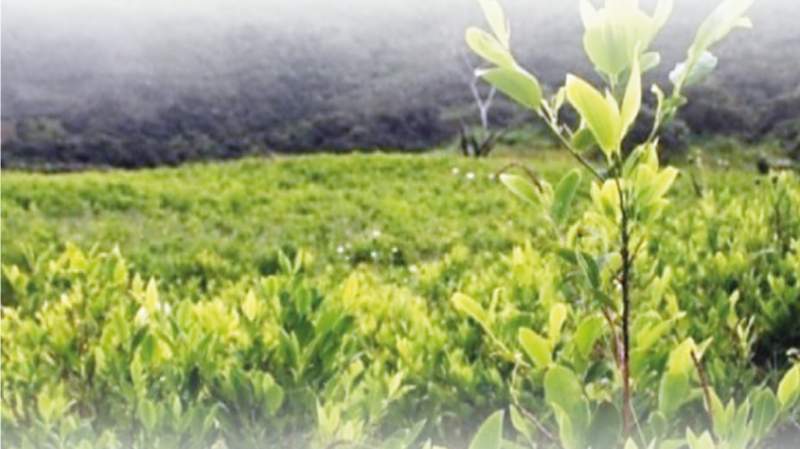 El cato de coca de Chapare rinde el doble que en Yungas