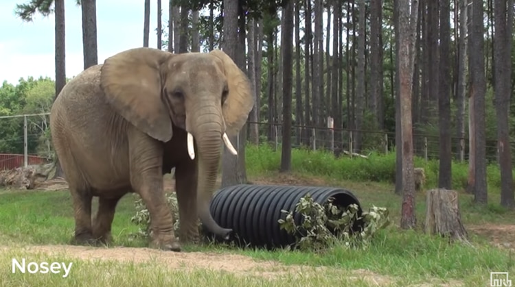 La elefanta Nosey y su nueva vida en el Satuario de Elefantes de Tennessee