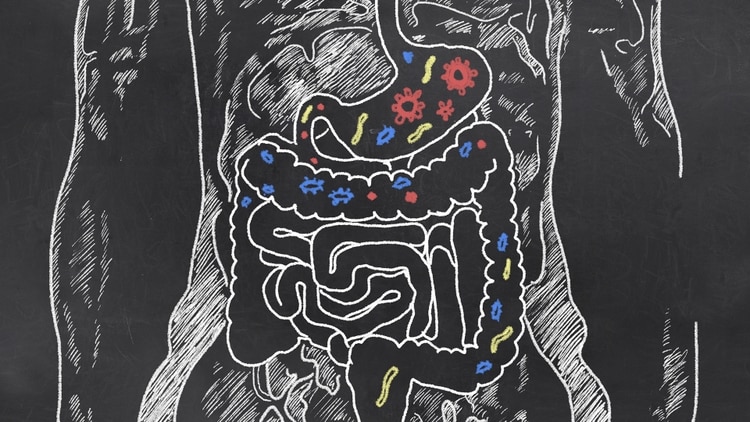 El intestino cumple funciones digestivas, de regulación emocional y de respuesta inmunológica.