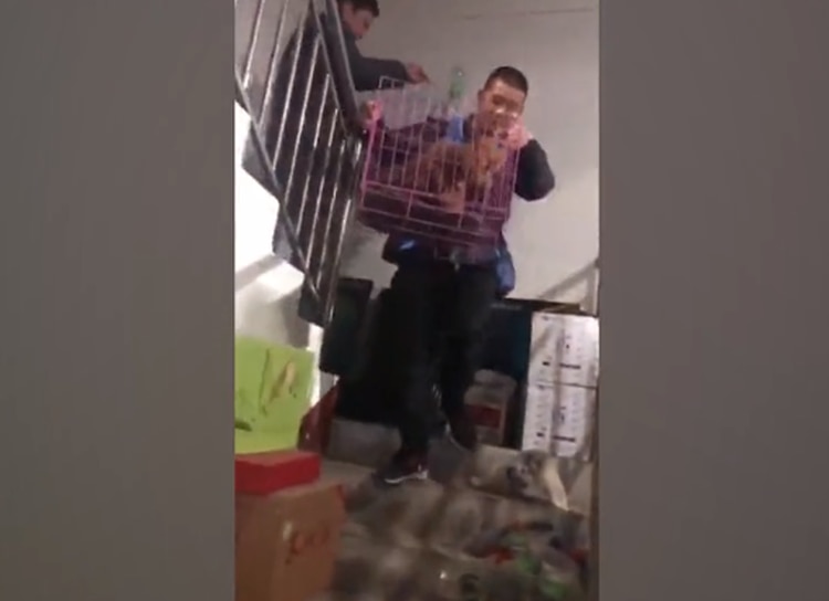 (Foto: Pear Video)