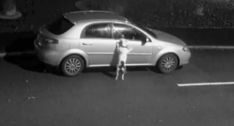 Los dueños no dejaron subir al perro (Foto: Captura Twitter/ Independent)