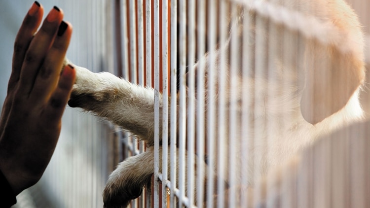 Human hand is touching a cute little doggie paw through a fence of a adoption centre.