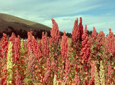 Plantación de quinua en el altiplano boliviano. Foto: Archivo-La Razón