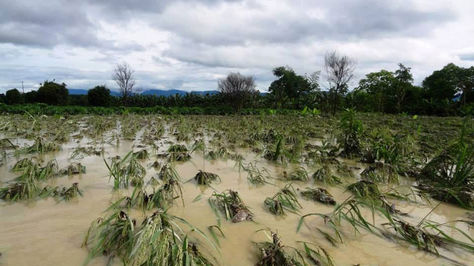 Plantaciones destruidas y anegadas por las aguas de los ríos desbordados en el trópico cochabambino. Foto: Archivo-La Razón